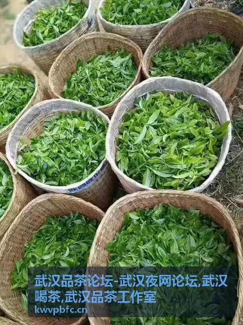 武汉品茶论坛完全指南封面